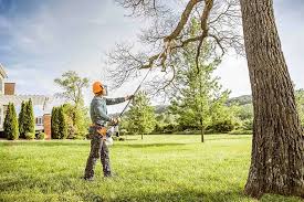 Best Palm Tree Trimming  in Montebello, CA