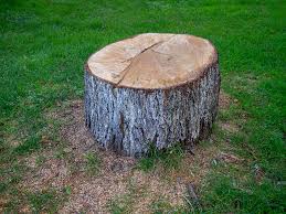 Best Tree Risk Assessment  in Montebello, CA