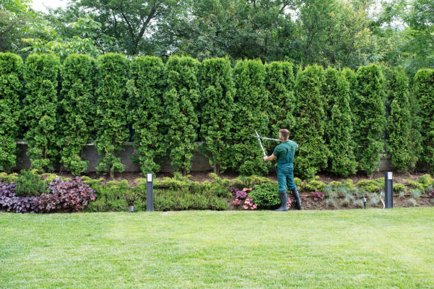 Best Leaf Removal  in Montebello, CA