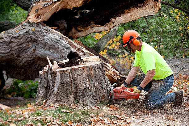 Best Lawn Grading and Leveling  in Montebello, CA