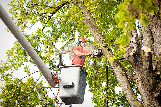 Best Tree Risk Assessment  in Montebello, CA