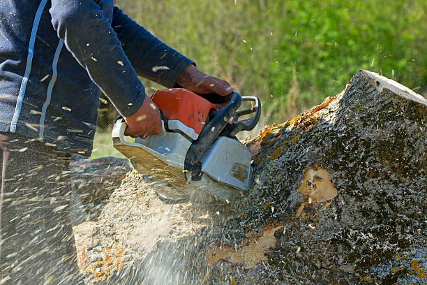  Montebello, CA Tree Removal Pros