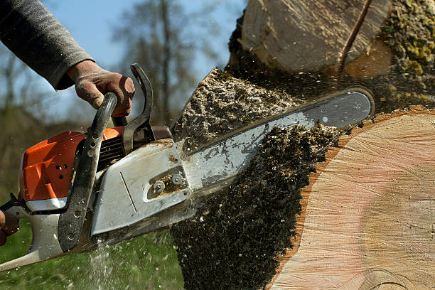 Best Pest Control for Lawns  in Montebello, CA